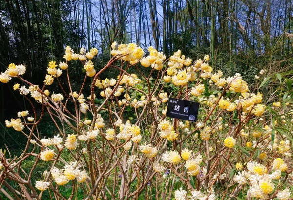 結香花形態特征
