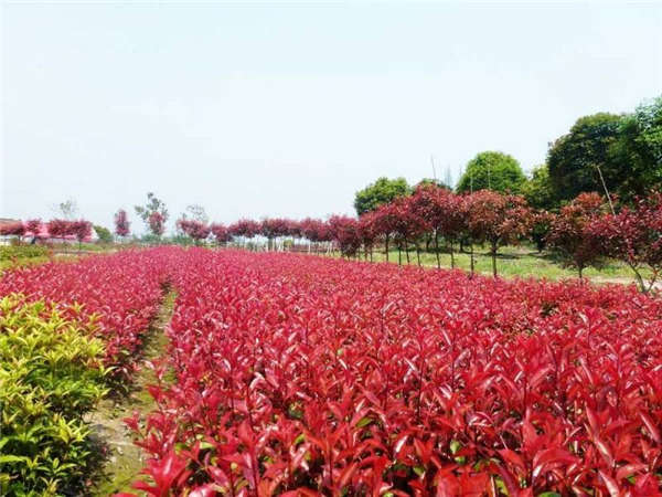 紅葉石楠產(chǎn)地價格