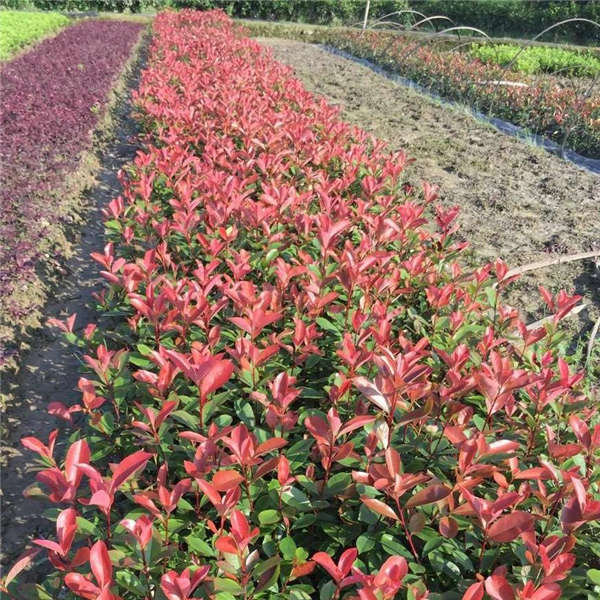 紅葉石楠生長習(xí)性