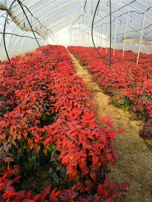 南天竹產地價格