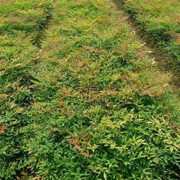 南天竹形態特征